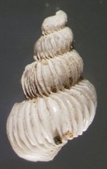 Nitidiscala sawinae